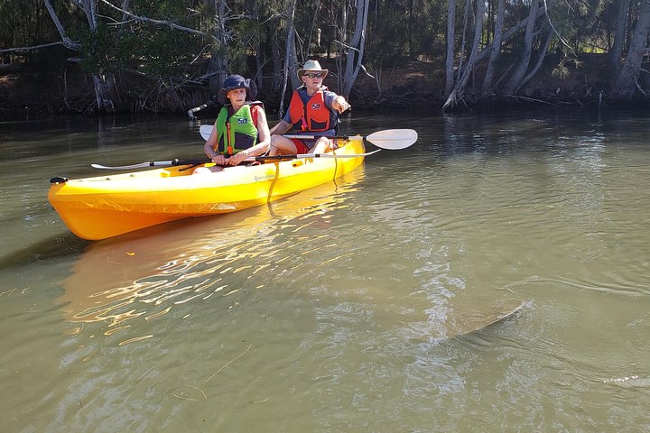 Manatee And Dolphin Kayaking | Haulover Canal (Titusville) - thumb 5