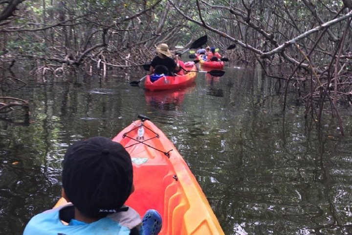 Kayak And Stand Up Paddleboard Rentals At Lido Mangrove Tunnels - thumb 0