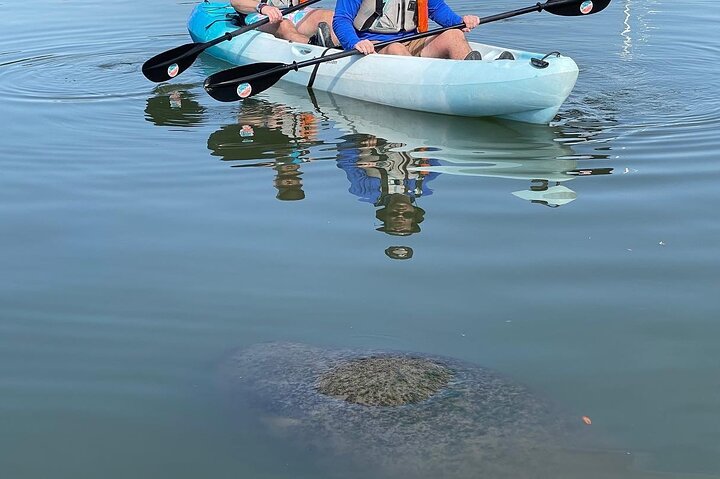 Wildlife Refuge Dolphin, Manatee & Mangrove Kayak Or Paddleboarding Tour! - thumb 4