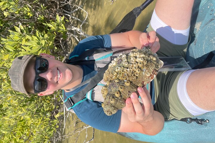 Wildlife Refuge Dolphin, Manatee & Mangrove Kayak Or Paddleboarding Tour! - thumb 5