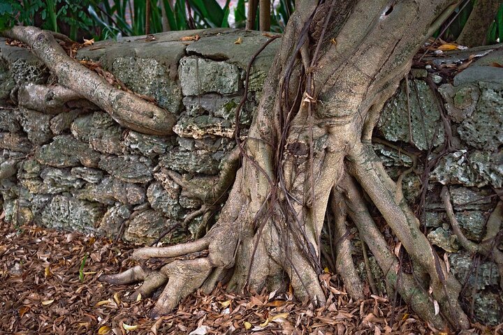 Coconut Grove Downtown Tour - thumb 3