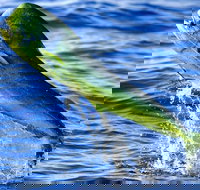 Boca Raton Deep Sea Fishing Trips - Tourism Bookings