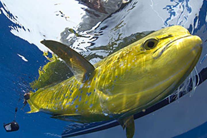 Marathon Offshore Fishing Charter - thumb 4