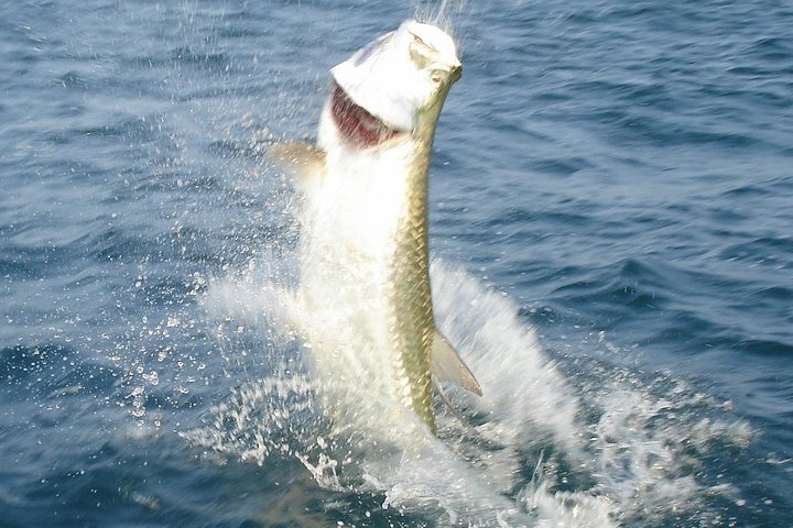 Boca Grande Inshore Fishing Charter - thumb 4