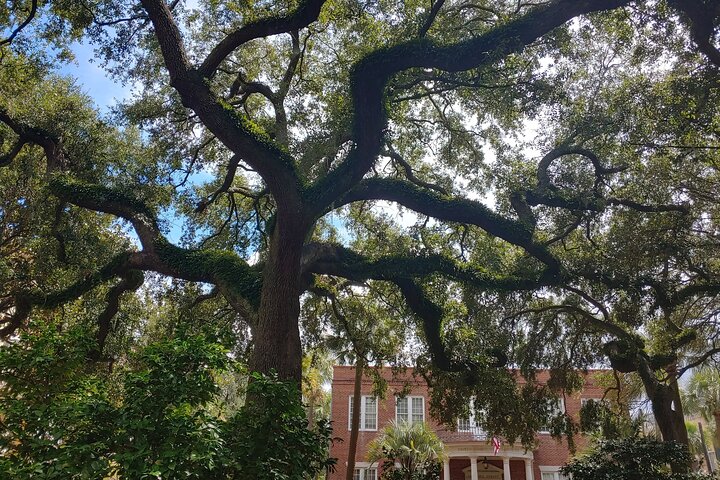 A Glimpse Of Savannah's Ghosts - thumb 1