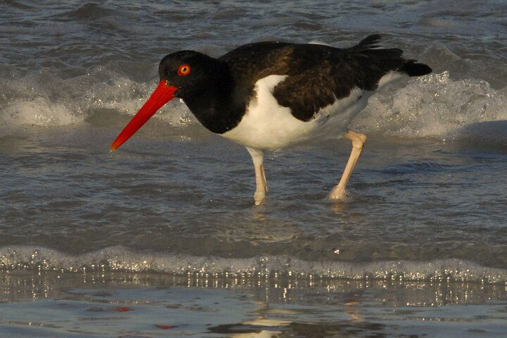 Fort Desoto History E-Bike Tour - thumb 5