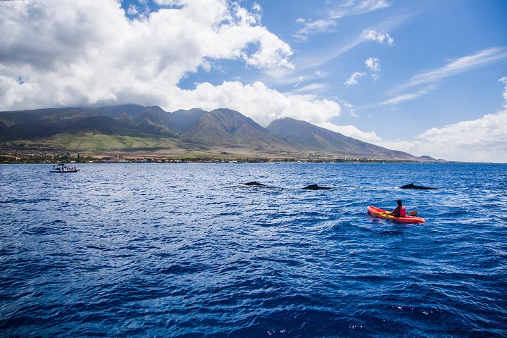 Makena Whale Watching And Snorkel - thumb 1