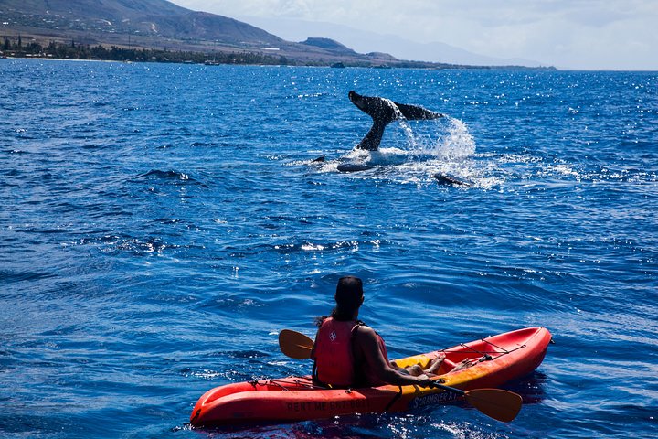 Makena Whale Watching And Snorkel - thumb 3