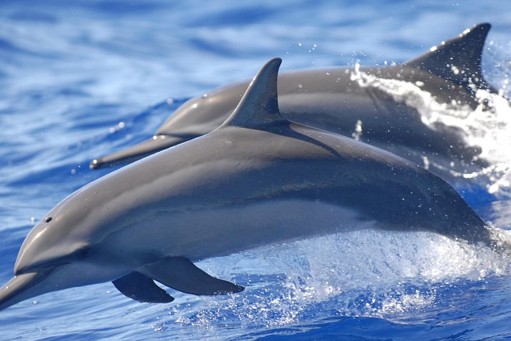 CAPTAIN COOK SNORKELING CRUISES 11:45am SNORKEL & DOLPHIN TOUR - Kealakekua Bay - thumb 0