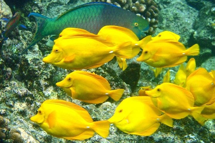 CAPTAIN COOK SNORKELING CRUISES 11:45am SNORKEL & DOLPHIN TOUR - Kealakekua Bay - thumb 2