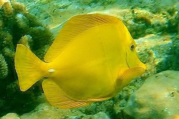 ADVENTURES IN PARADISE 11:30AM Departure KAYAK & SNORKEL - Meet Time: 11am - thumb 2