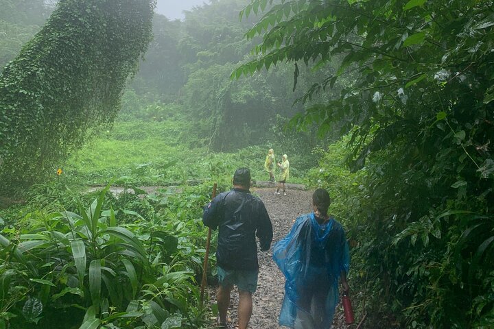 Rainforest Waterfall Trail And Shuttle Service - thumb 4