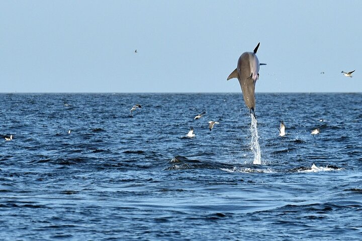 Jekyll Island Dolphin Tours - thumb 2