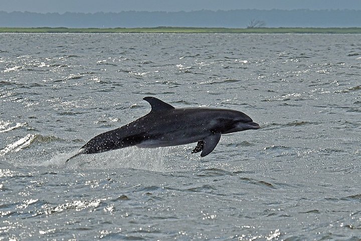Jekyll Island Dolphin Tours - thumb 4