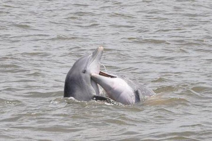 Jekyll Island Dolphin Tours - thumb 5
