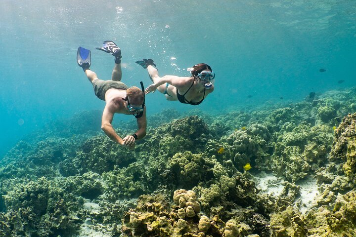 Discover Pawai Afternoon Reef Snorkel