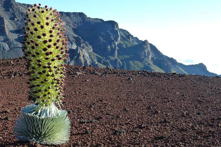 Quirky And Wild Maui Creative Scavenger Hunt - thumb 3