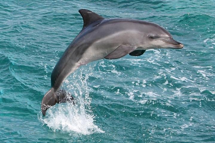 Kawaihae Wildlife Watch, Snorkel And Lunch