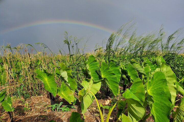 Farm Tour & Taro Tasting - thumb 0