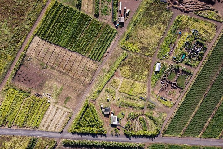 Farm Tour & Taro Tasting - thumb 1