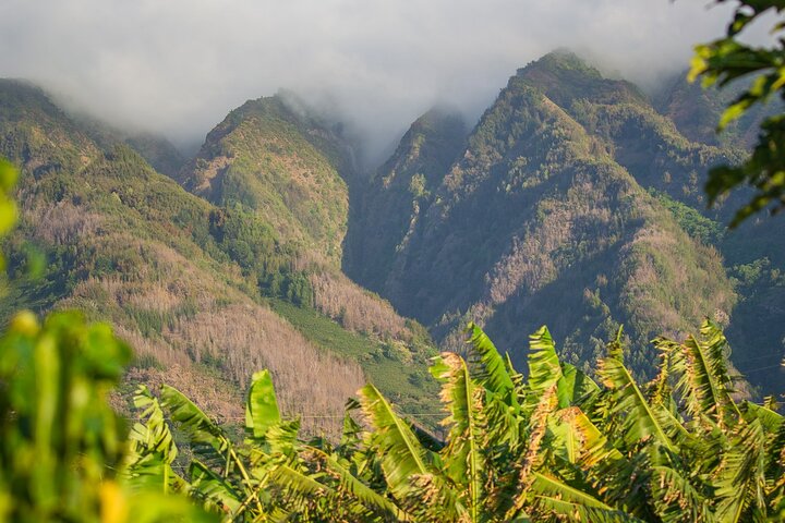 Farm Tour & Taro Tasting - thumb 2
