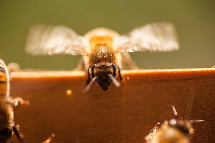 Maui Bee Tour - thumb 0
