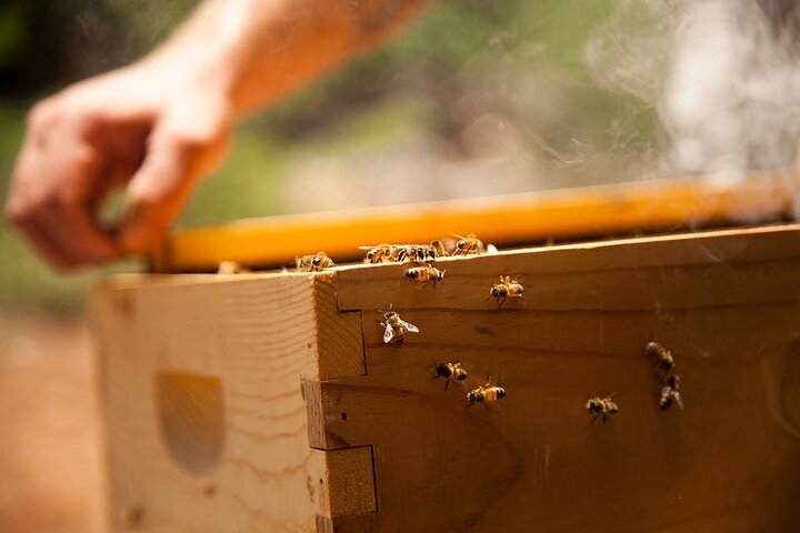 Maui Bee Tour - thumb 2