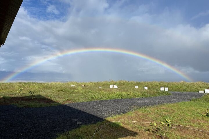 Maui Bee Tour - thumb 3