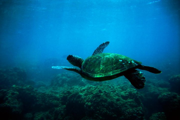 Sea Kayak Whale Watching - thumb 2