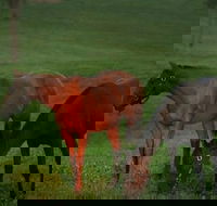 Half-Day Thoroughbred Horse Farm Tour in Kentucky - Students Accommodation