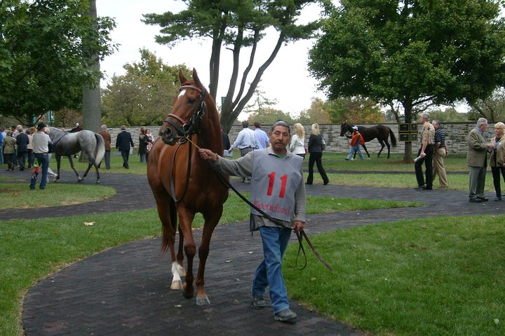 Half-Day Thoroughbred Horse Farm Tour In Kentucky - thumb 2