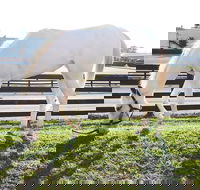 Rarest Thoroughbreds in the World Tour - Students Accommodation