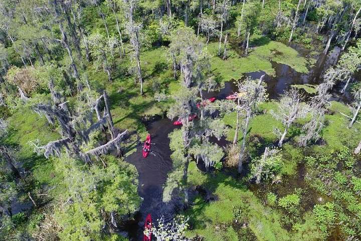 Manchac Swamp Kayak Small-Group Tour - thumb 1