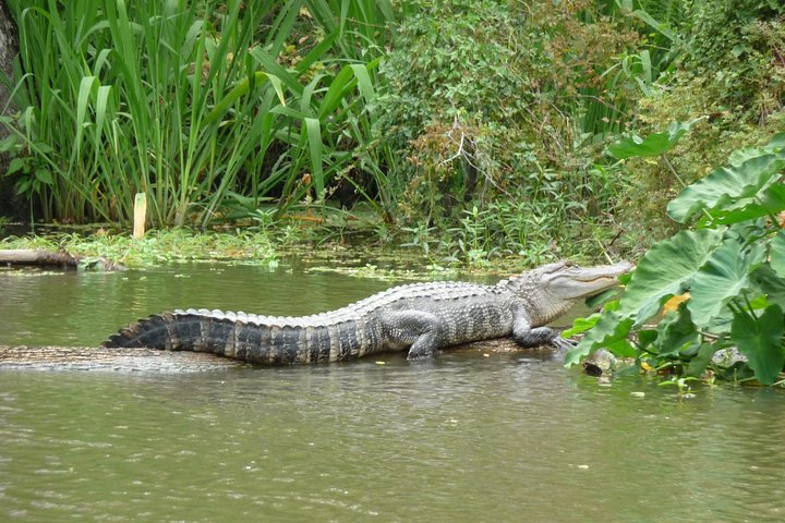 Honey Island Swamp Private Tour With Transport From New Orleans - thumb 1