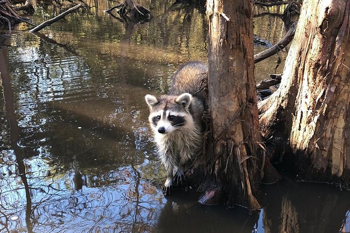 Honey Island Swamp Private Tour With Transport From New Orleans - thumb 3