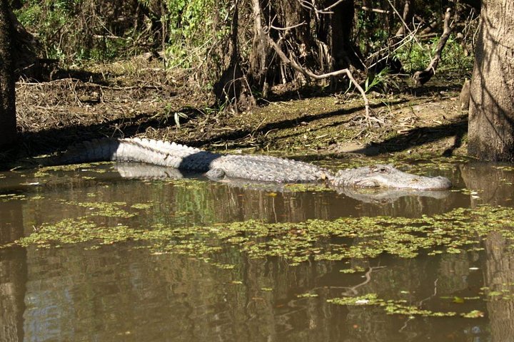 Honey Island Swamp Private Tour With Transport From New Orleans - thumb 4