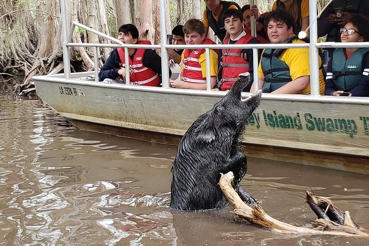 Honey Island Swamp Private Tour With Transport From New Orleans - thumb 5