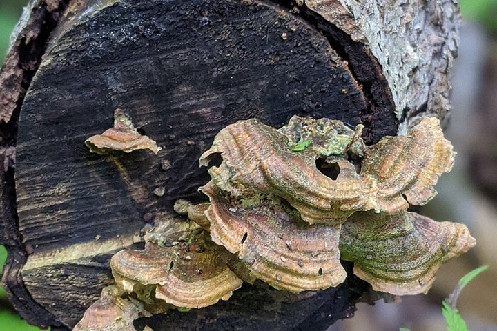 Salem Forest Lore Tour - thumb 0