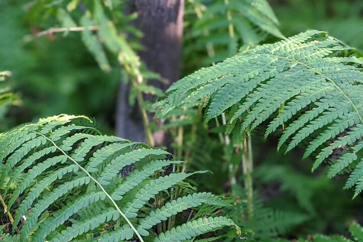 Salem Forest Lore Tour - thumb 2