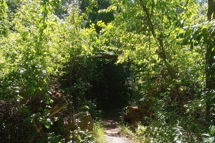 Salem Forest Lore Tour - thumb 3