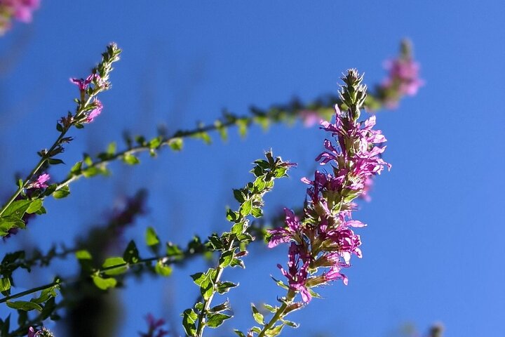 Salem Forest Lore Tour - thumb 5