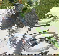 Outdoor Luxury Themed Picnic Setup in Detroit - Students Accommodation