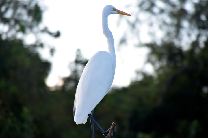 New Orleans Airboat Ride - thumb 1