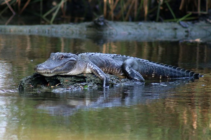 New Orleans Airboat Ride - thumb 4