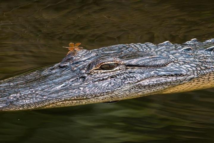 Nawlins Luxury Pontoon Boat Swamp Tour - thumb 1