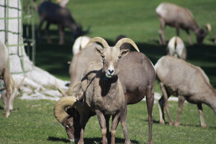 PRIVATE Hoover Dam/Valley Of Fire Combo Tour WITH BRUNCH - thumb 0