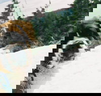 ATV  Snow Mobile Winter Adventures from Reno - Tourism Bookings