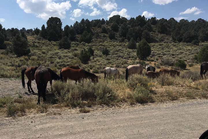 Biking Adventure Tour From Reno - thumb 1