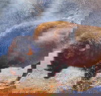 Private VIP Boutique Yellowstone Day Tour from Bozeman - Students Accommodation