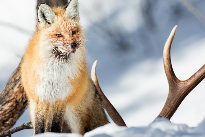 Winter Yellowstone Tour (With Optional Hike Or Snowshoe) - thumb 0